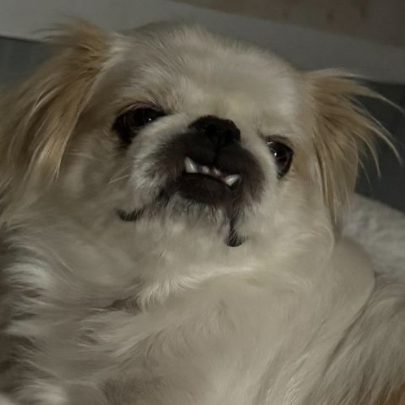 Meet your Posher, Olga - Picture 1 of 1